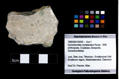 Foto (Objekt + Etikett) von Goniodromites complanatus (Reuss, 1858)  (NHMW-GEO-1990-0041-0430)